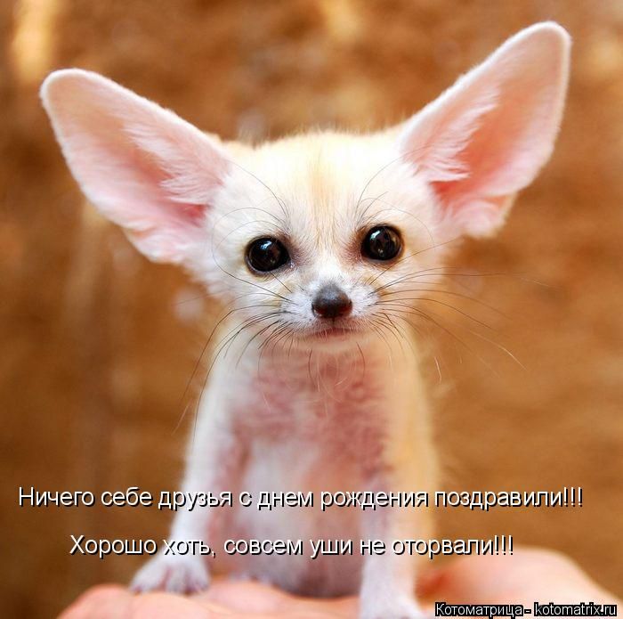 Лучшие котоматрицы недели