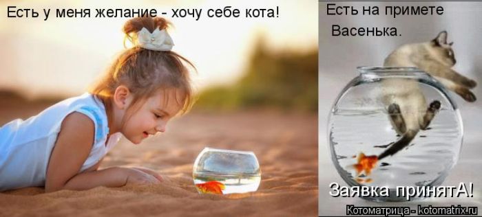 Лучшие котоматрицы недели