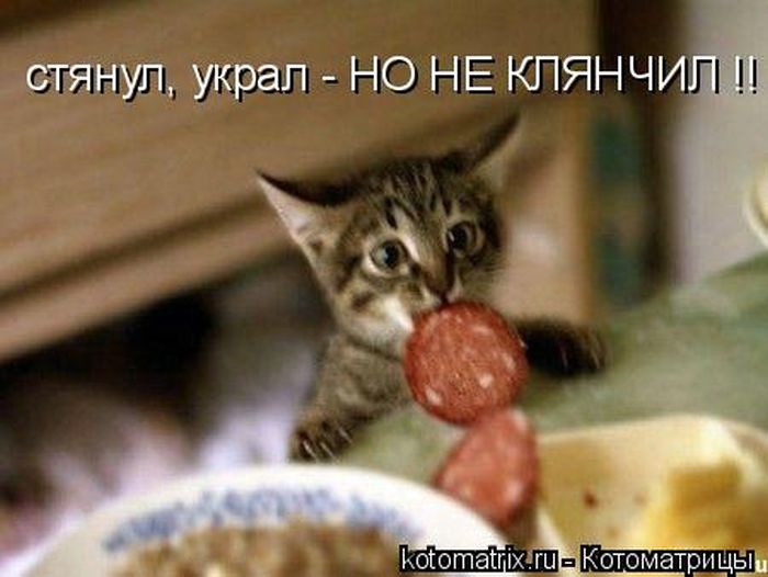Лучшие котоматрицы недели