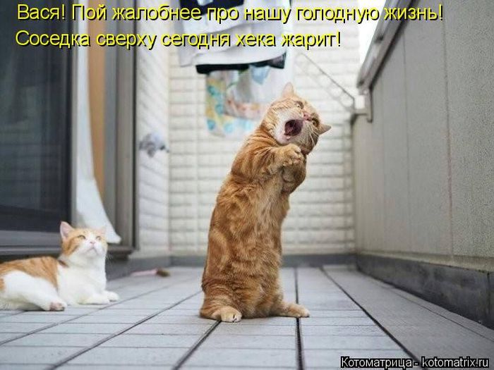 Лучшие котоматрицы недели