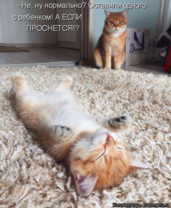 Лучшие котоматрицы недели