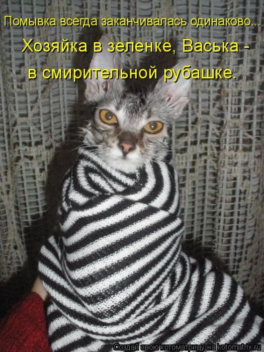 Лучшие котоматрицы недели