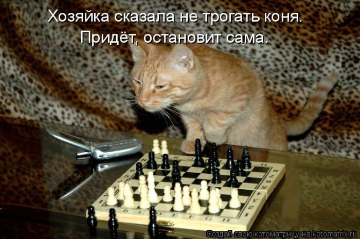 Лучшие котоматрицы недели