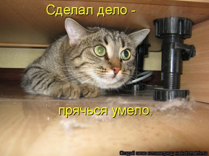 Лучшие котоматрицы недели