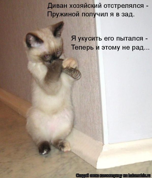 Лучшие котоматрицы недели