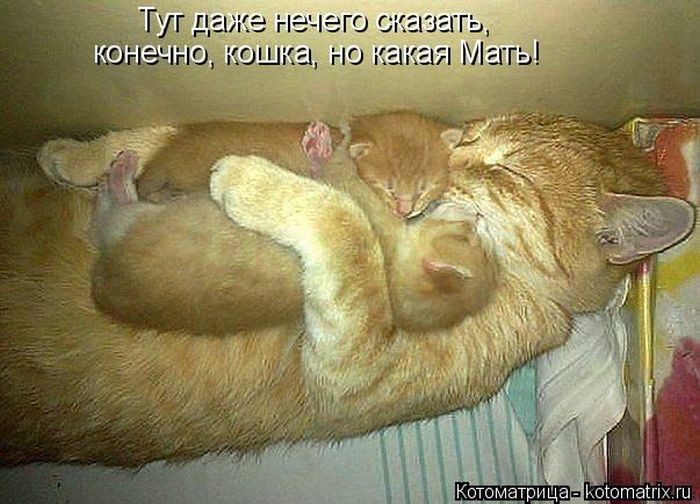 Лучшие котоматрицы недели