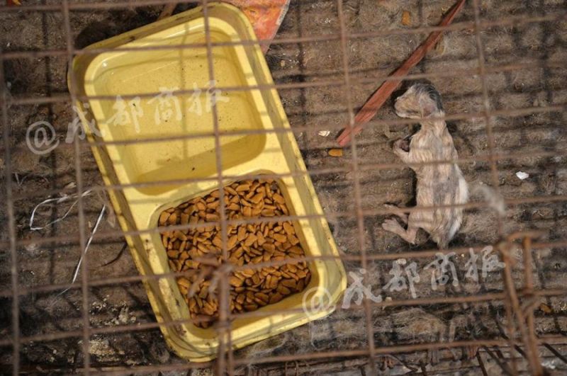 Защитник животных убивал бродячих котов и продавал их мясо под видом кроличьего