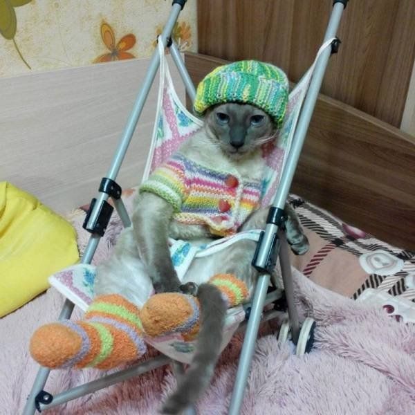 Подборка смешных фото с животными