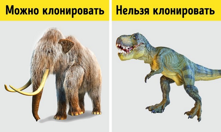 Факты о ДНК, которые помогут понять, как устроена живая природа