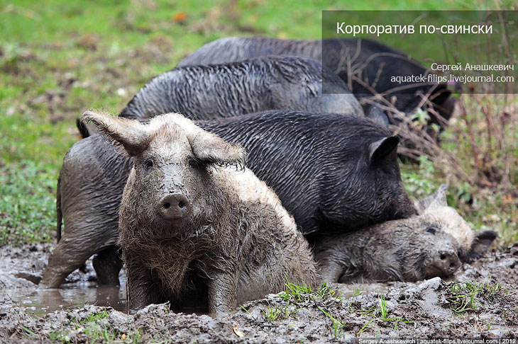 Корпоратив по-свински