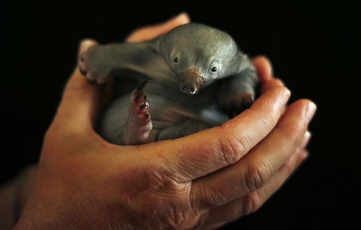 Животные, которые делают новости