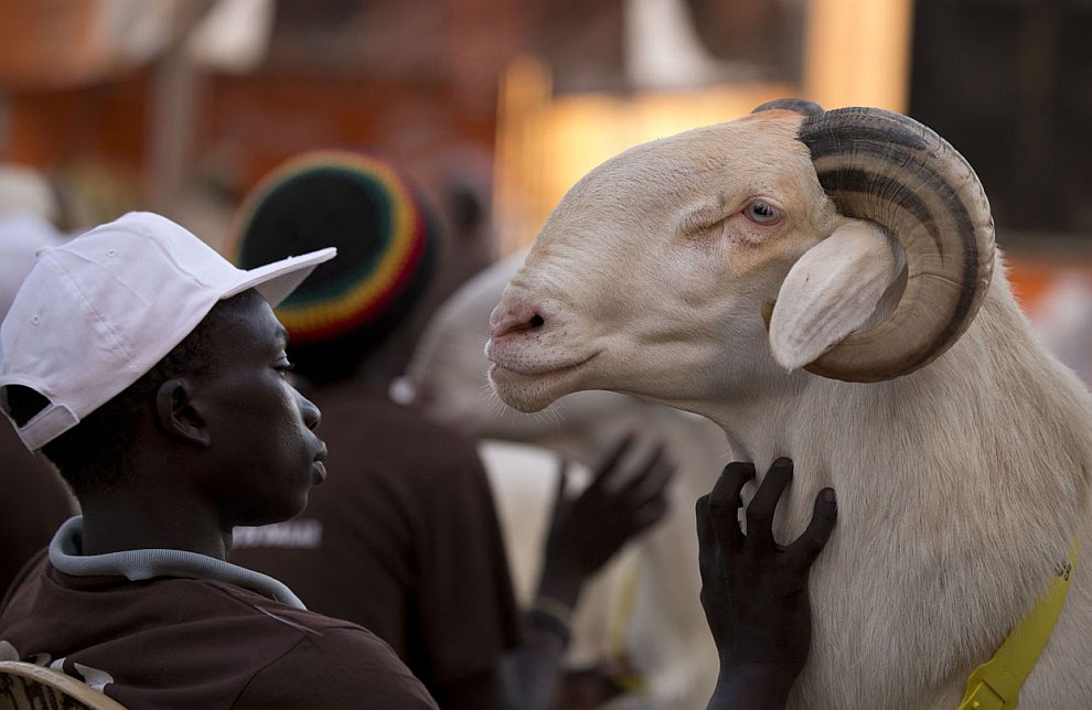Животные, которые делают новости