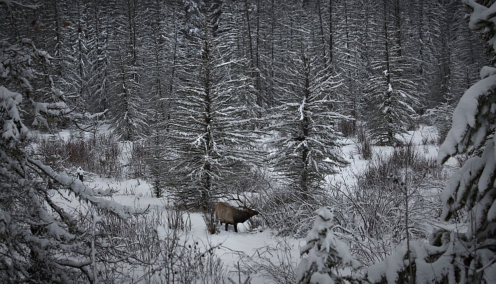 Животные, которые делают новости