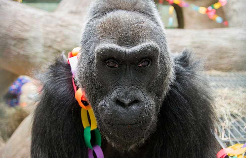 Животные, которые делают новости