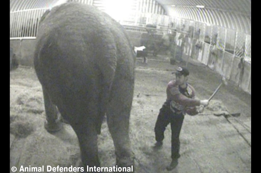 Животные, которые делают новости