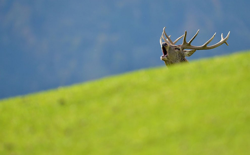 Животные, которые делают новости
