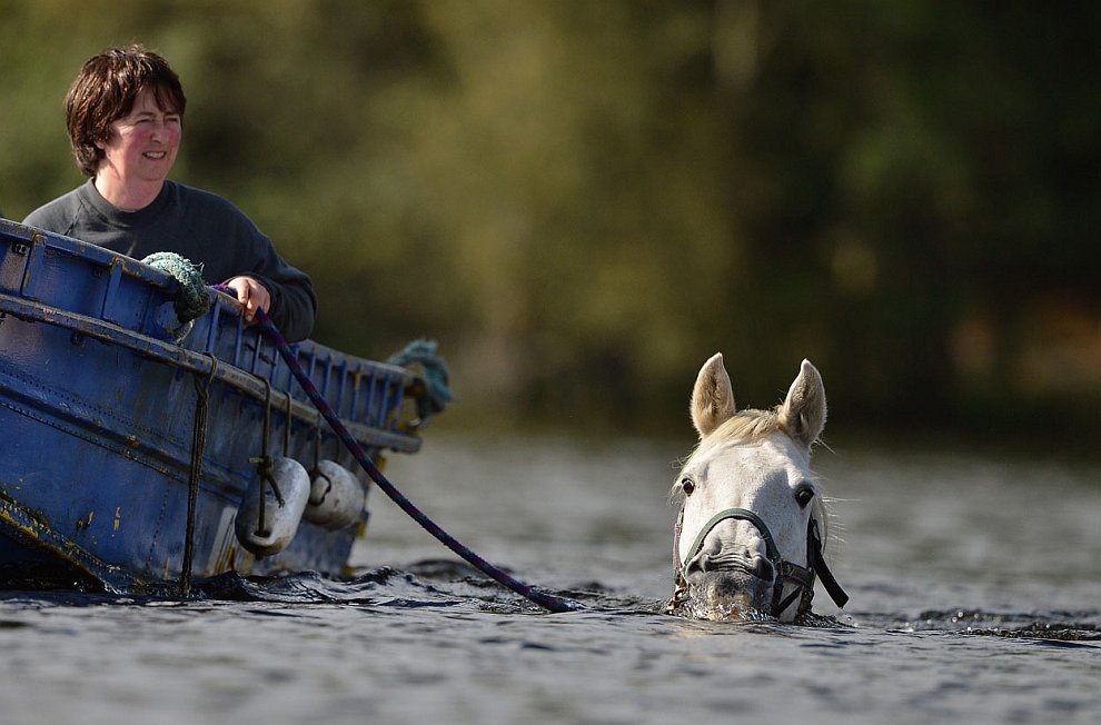 Животные, которые делают новости