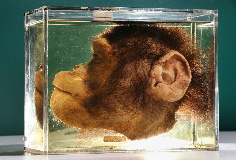 Животные, которые делают новости