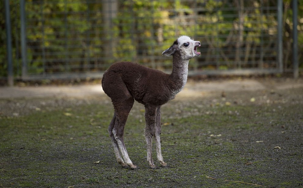 Животные, которые делают новости