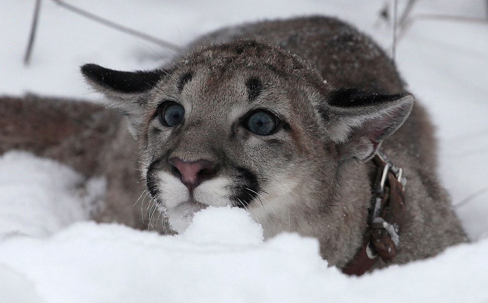 Животные, которые делают новости