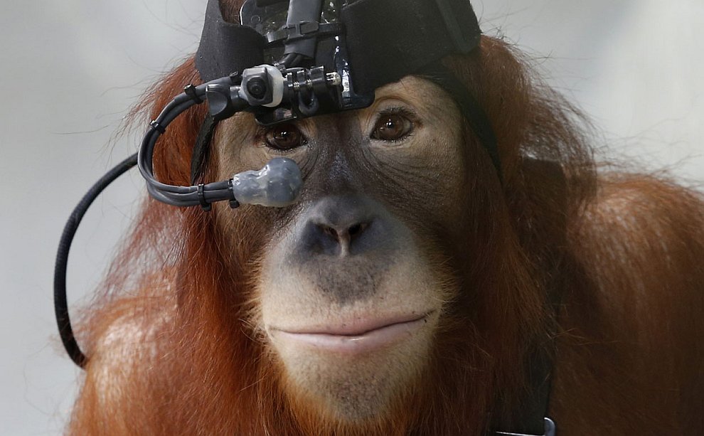 Животные, которые делают новости