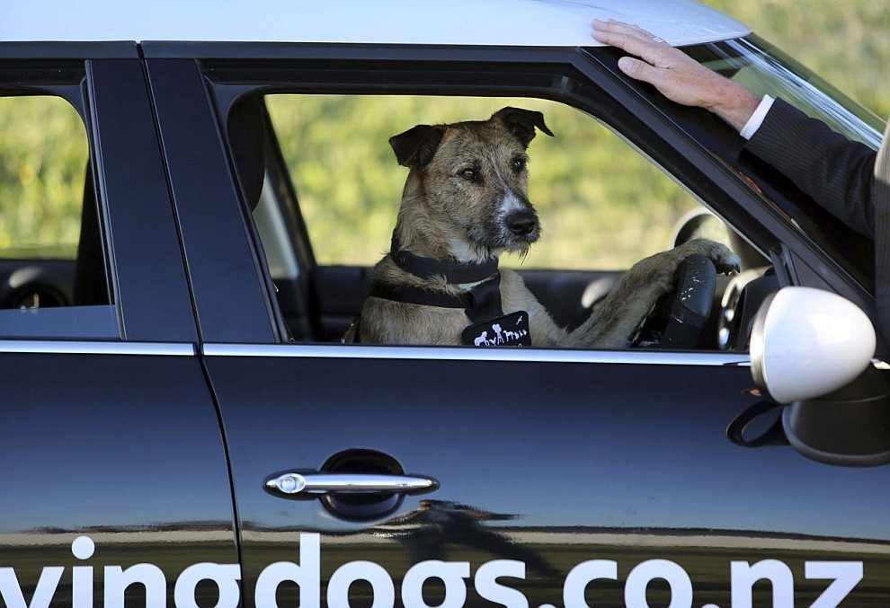 Животные, которые делают новости