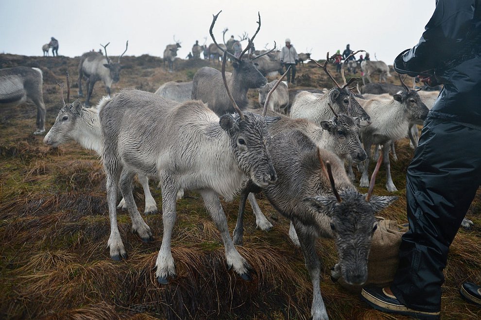 Животные, которые делают новости