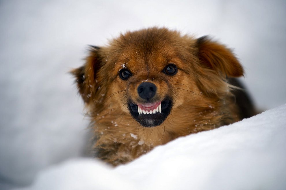 Животные, которые делают новости