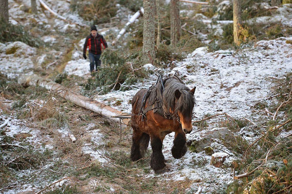 Животные, которые делают новости