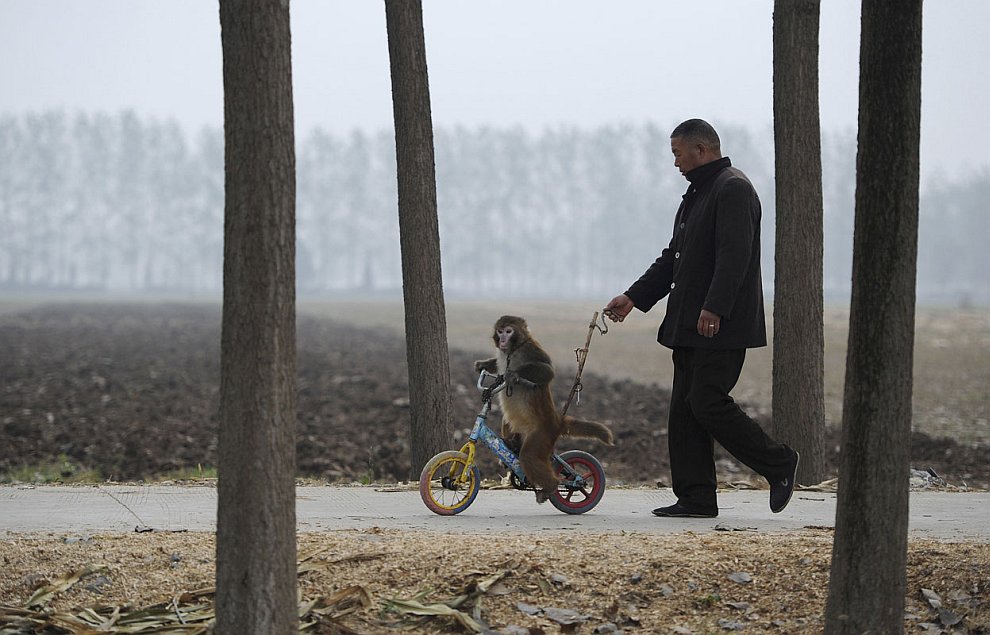 Животные, которые делают новости