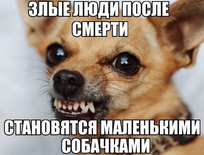Порция картинок