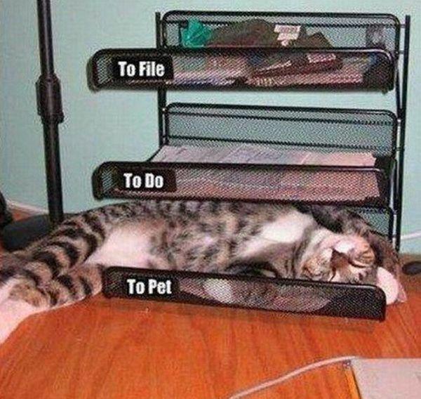 Забавные и симпатичные котики