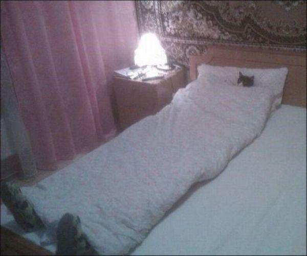 Забавные и симпатичные котики