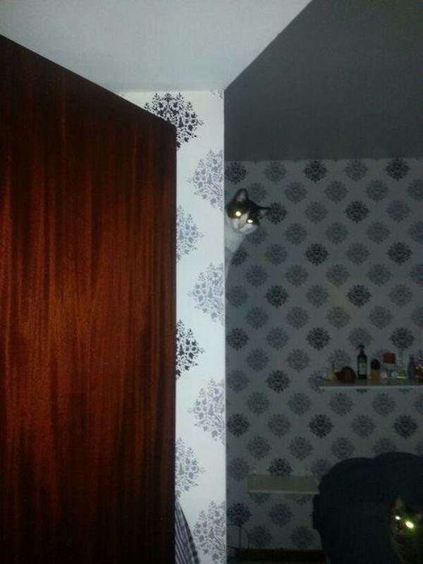 Забавные и симпатичные котики