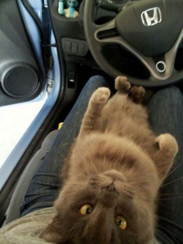 Забавные и симпатичные котики