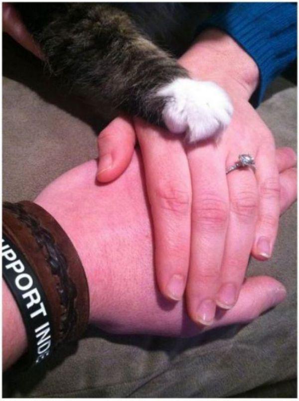 Забавные и симпатичные котики