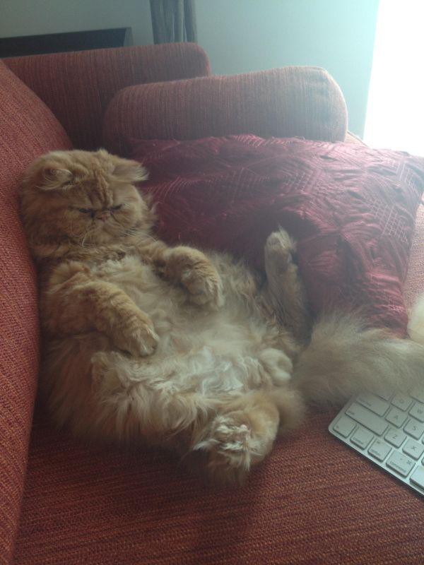 Забавные и симпатичные котики