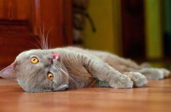 Забавные и симпатичные котики