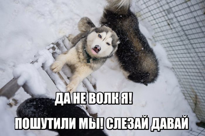 Прикольные картинки