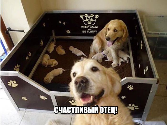 Прикольные картинки