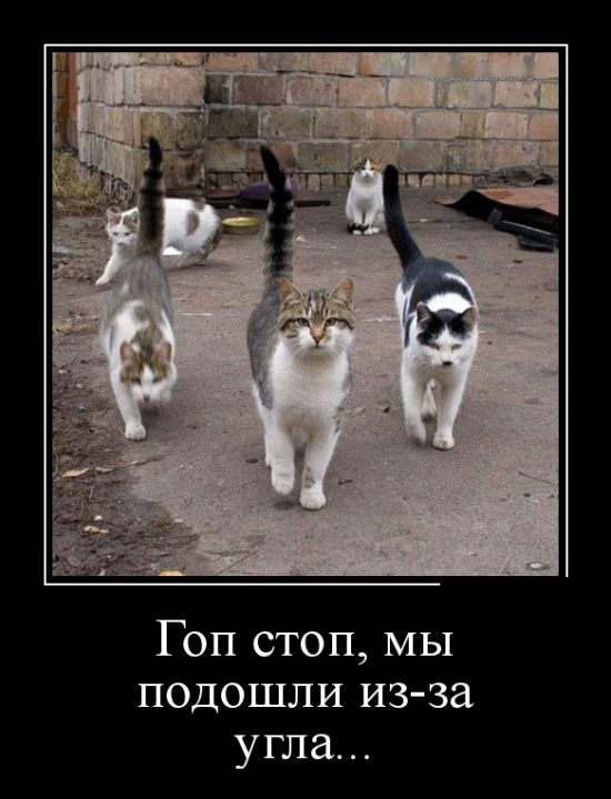 Демотиваторы