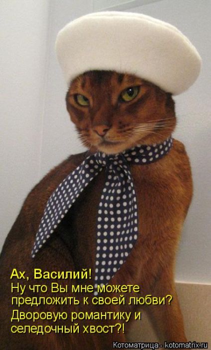 Лучшие котоматрицы недели
