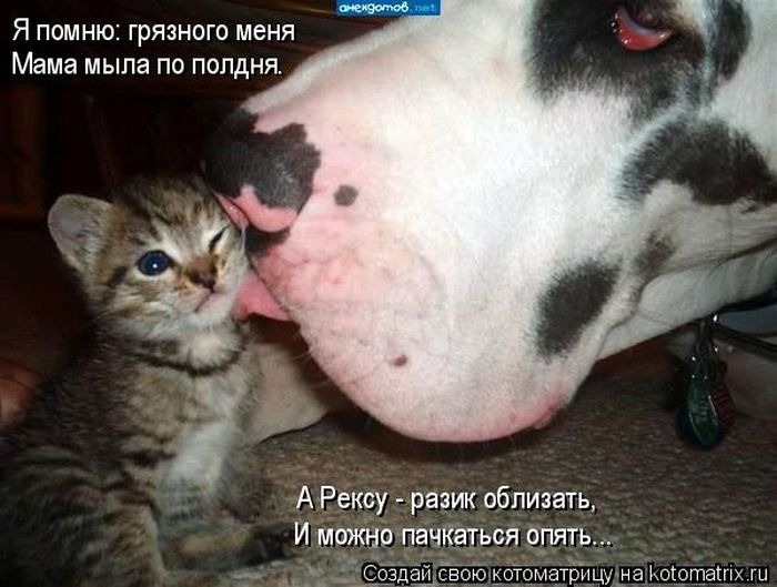 Лучшие котоматрицы недели