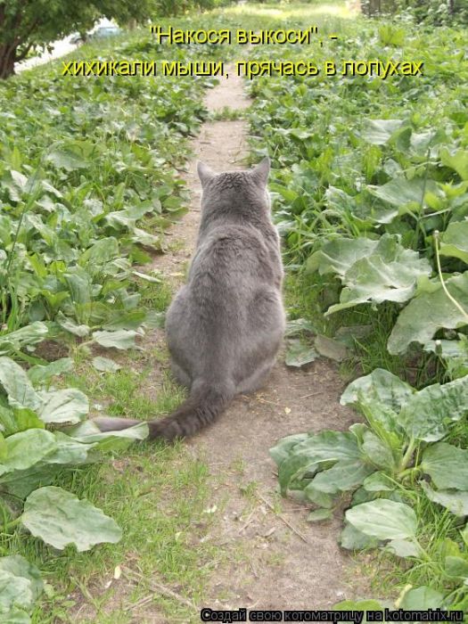 Лучшие котоматрицы недели