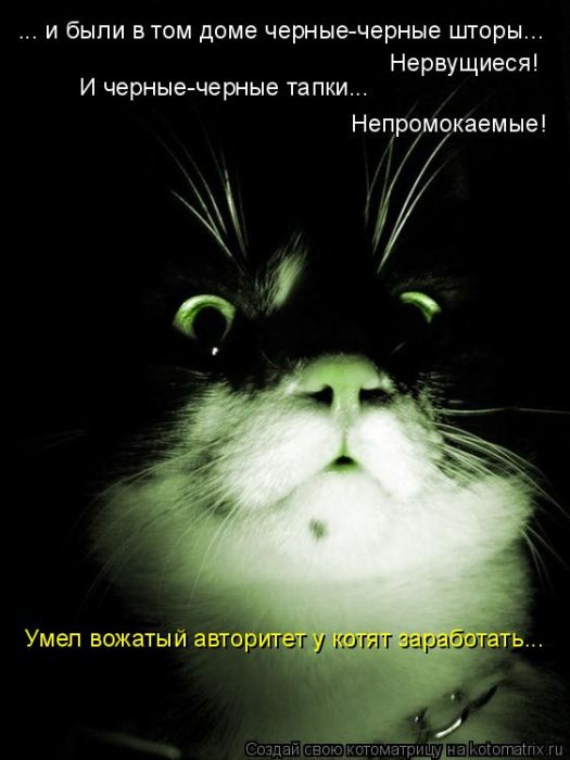 Лучшие котоматрицы недели