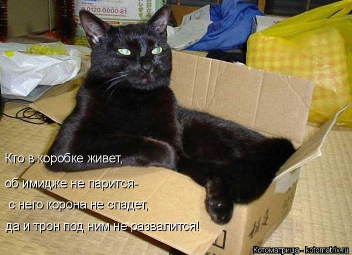 Лучшие котоматрицы недели