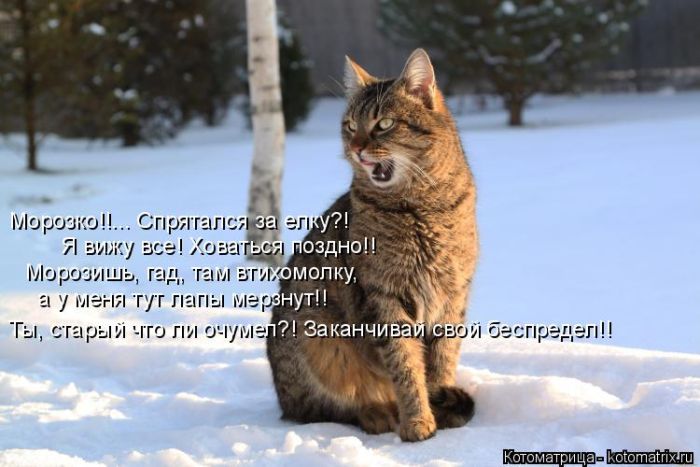 Лучшие котоматрицы недели