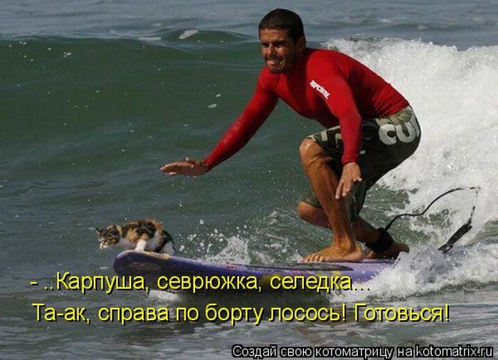 Лучшие котоматрицы недели