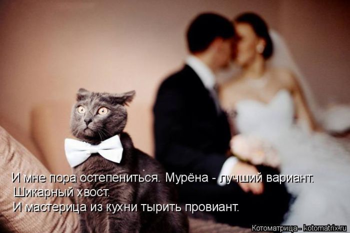 Лучшие котоматрицы недели