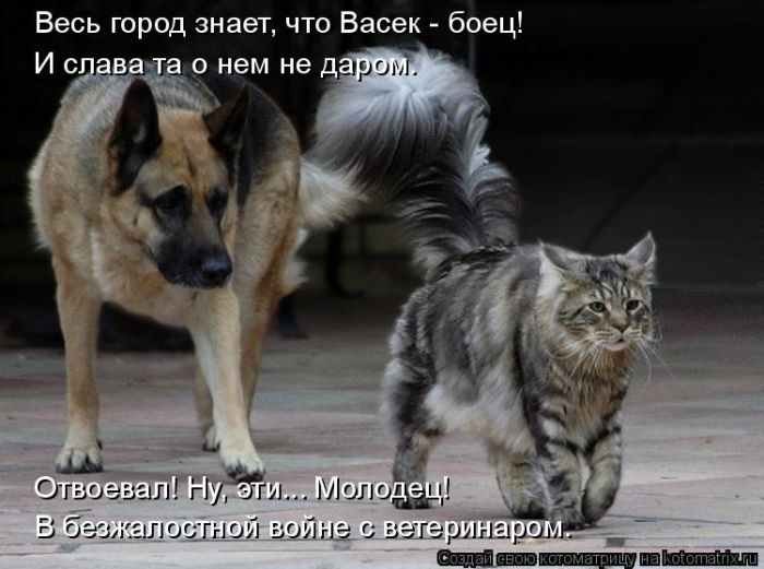 Лучшие котоматрицы недели